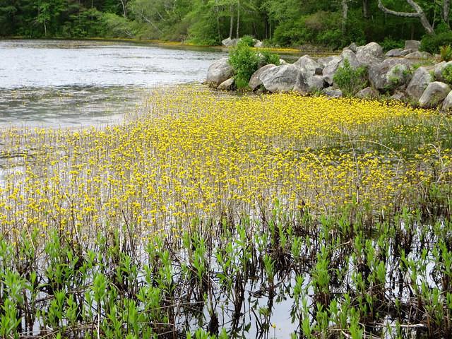 Beautiful but Invasive