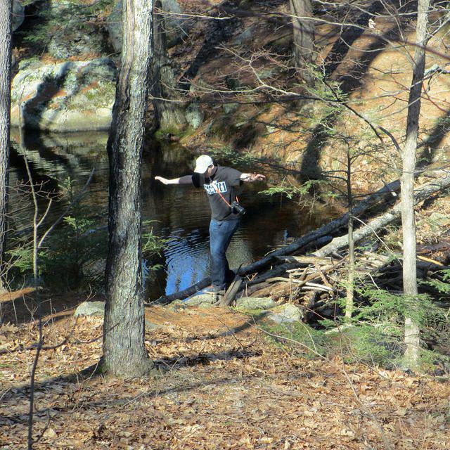 Carefully crossing the beaver dam