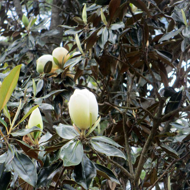 Magnolias