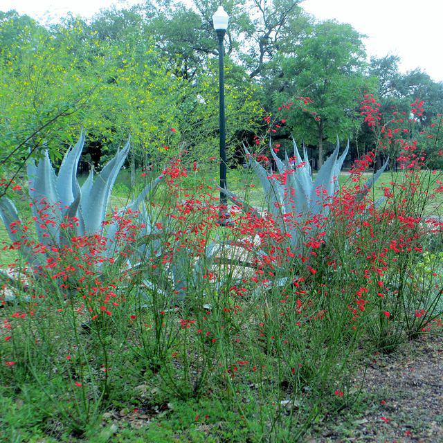 Succulents and Delicate Flowers