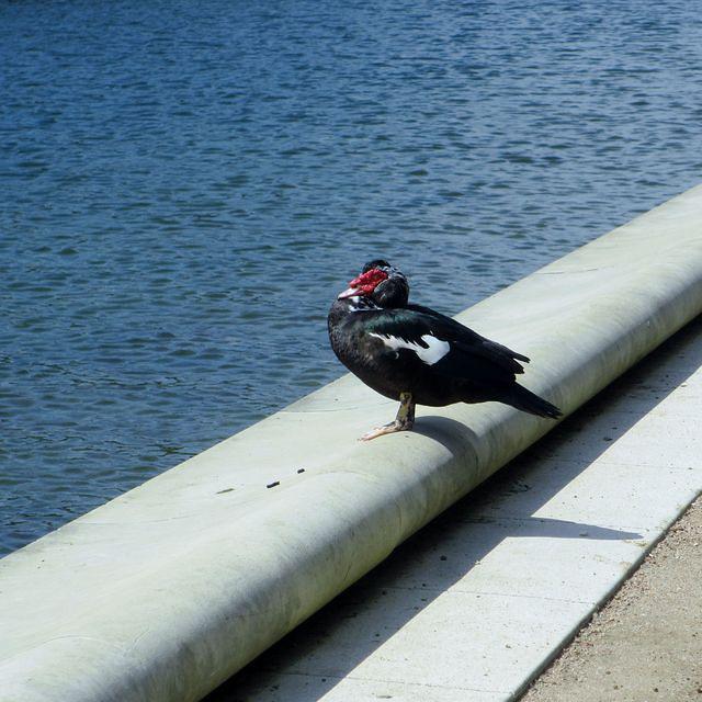 Water Fowl