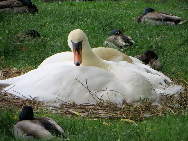Nesting Swans