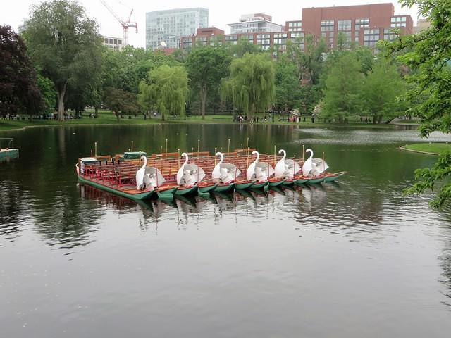 Swan Boat Flotilla