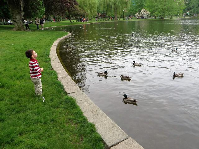 Watching the Ducks Flock to His Food