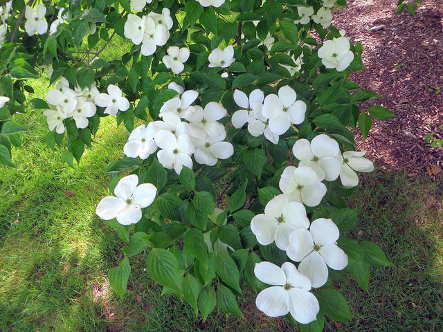 Dogwood Blossoms