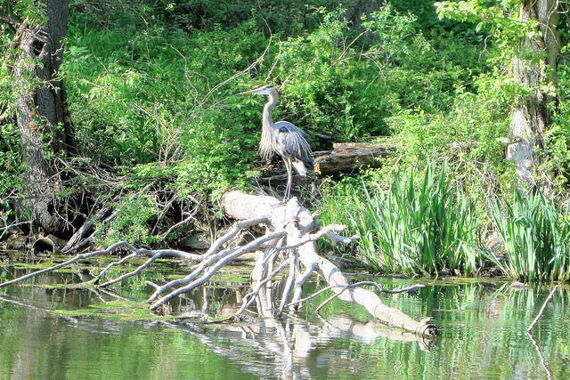 Heron