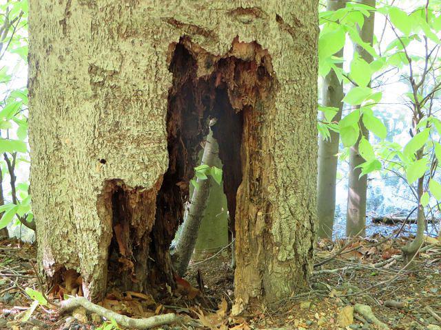 Hollow Tree
