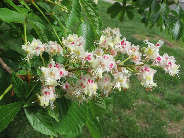 Horse Chestnut Blossom