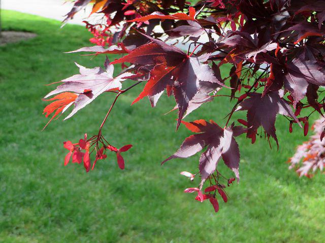 Japanese Maple Helicopters 1 jpg