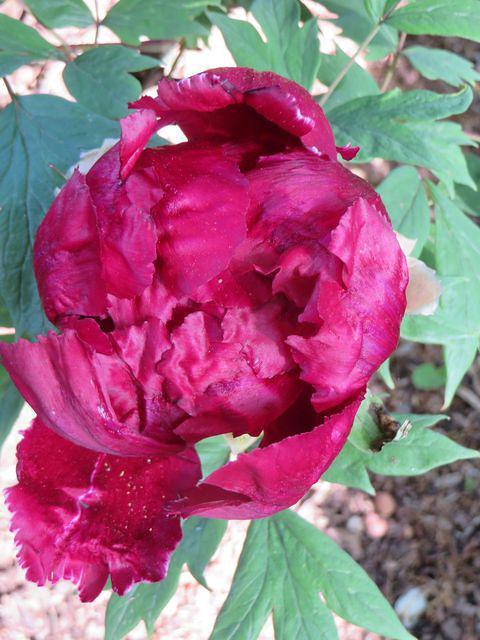 Peony 1