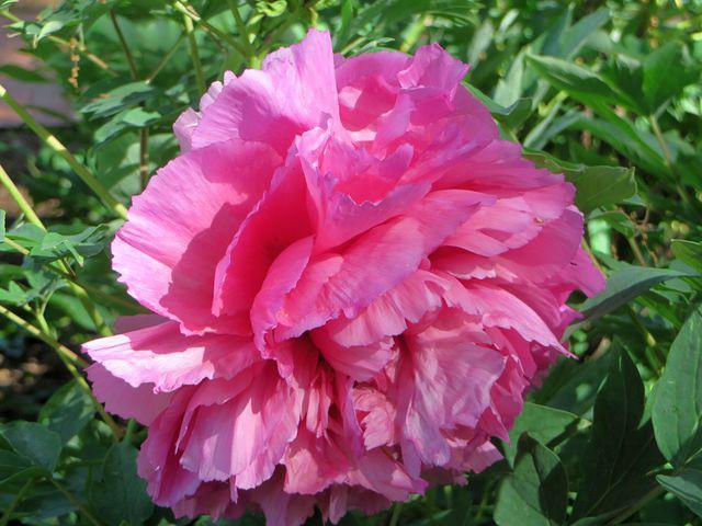 Peony 2