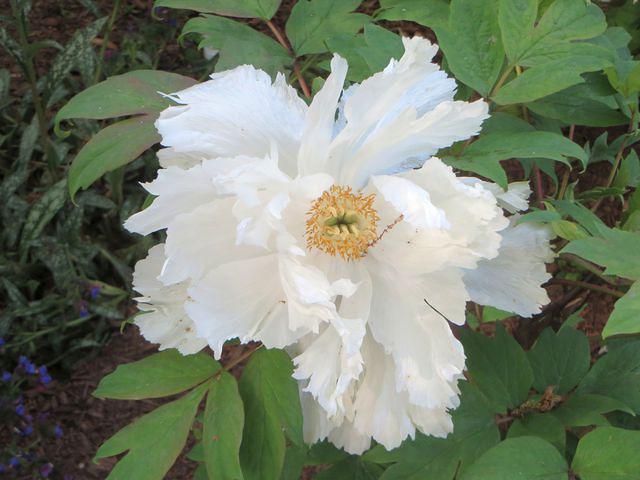 Peony 3