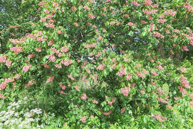 Pink Horse Chestnut Blossoms