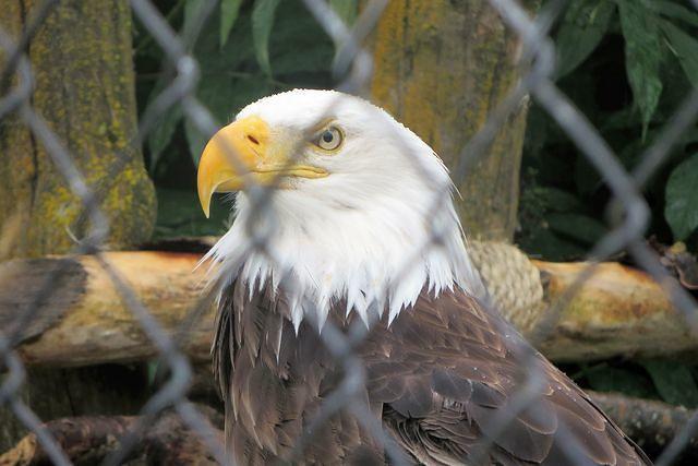 Injured Bald Eagle