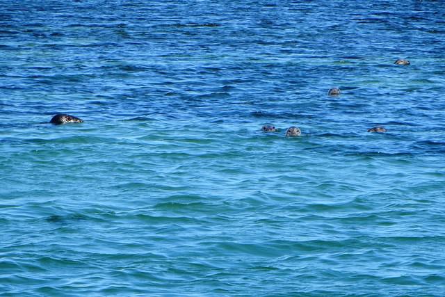 Male Watching Over His Family