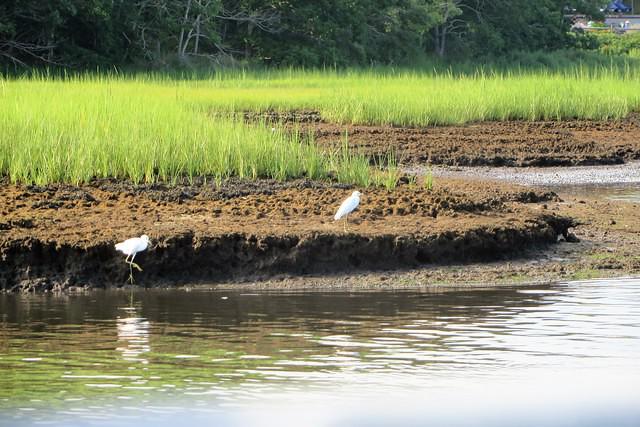 White Egrets