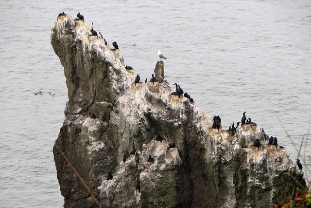 Common Mures and Sea Gulls Everywhere