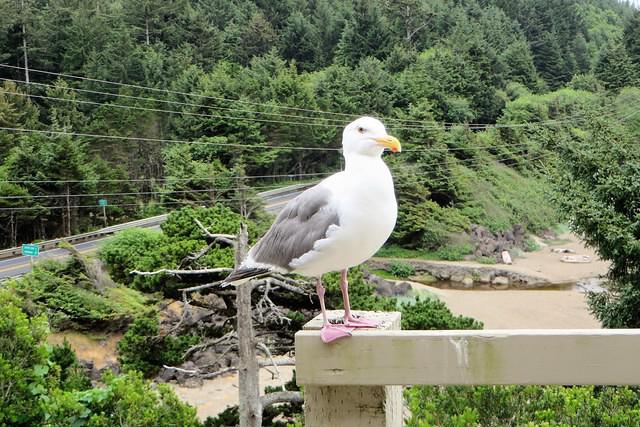 Our Dining Room Guard