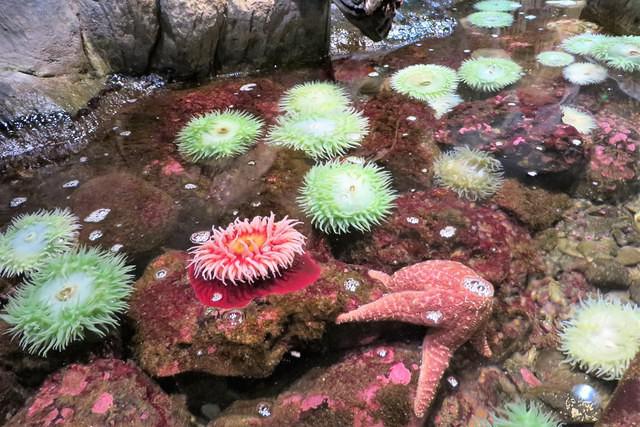 Sea Urchins and Starfish