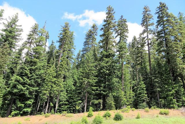 Stands of Pines Everywhere