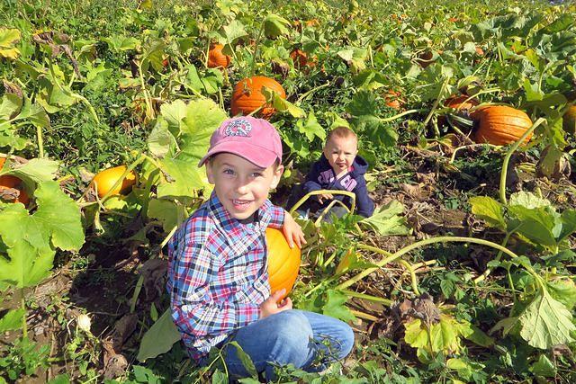 Pumpkin Patch Siblings
