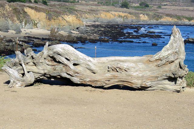 Driftwood Tree