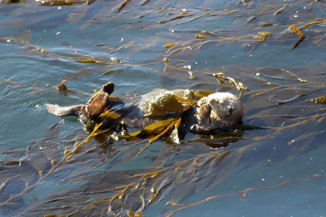 Chilling Otter