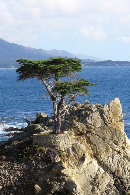 The Lone Cypress
