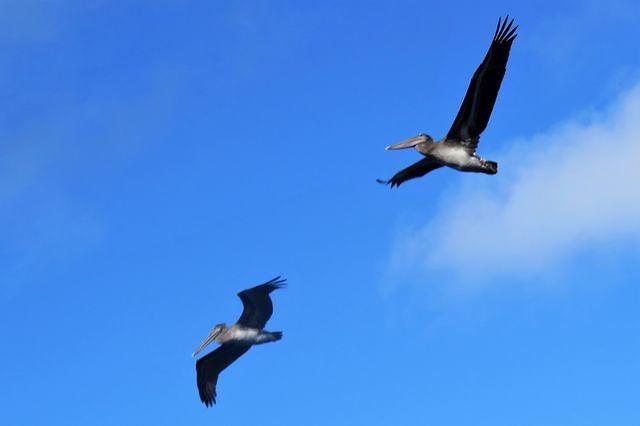 Pelicans in Flight