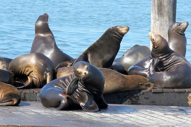 Sunning Sea Lions