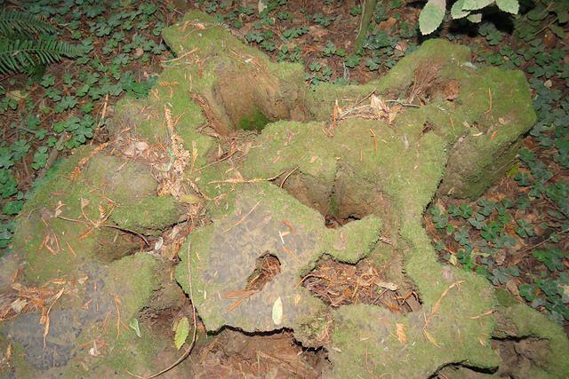 Mossy Stump