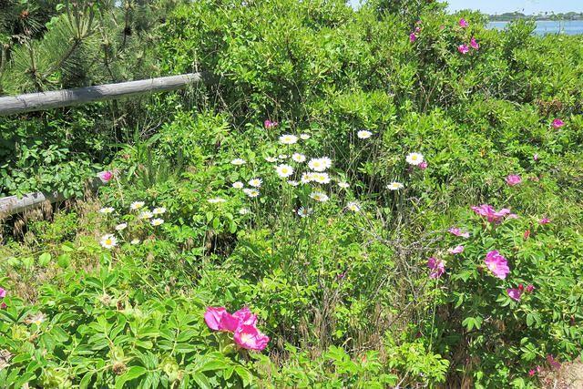 Along the Path to Charleston Beach