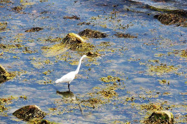 Crane Amidst the Seaweed