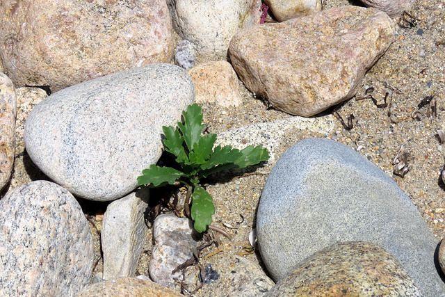 Hope Springs Eternal