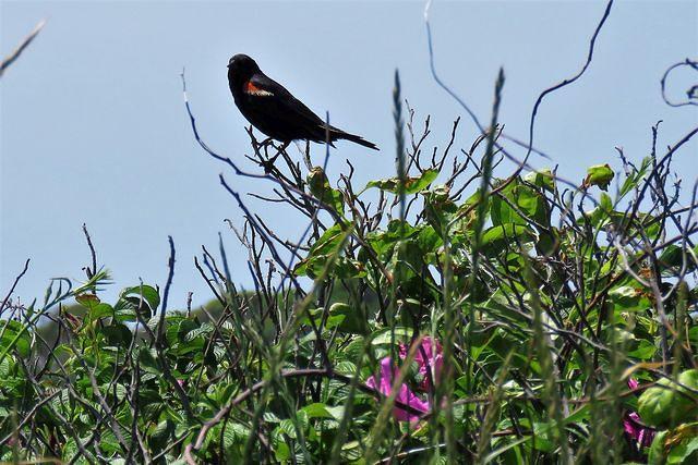 Red Winged Blackbird