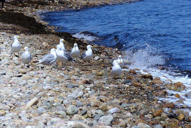 Seagulls and Surf