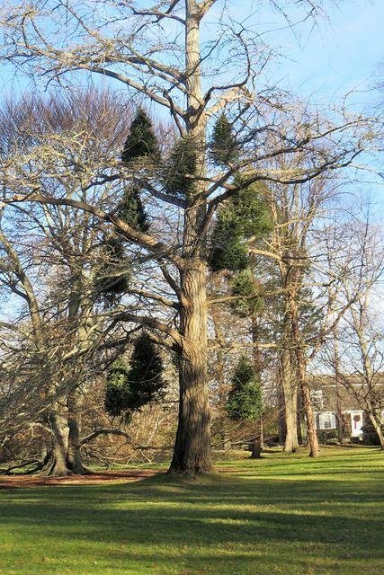 How to Decorate a Deciduous Tree