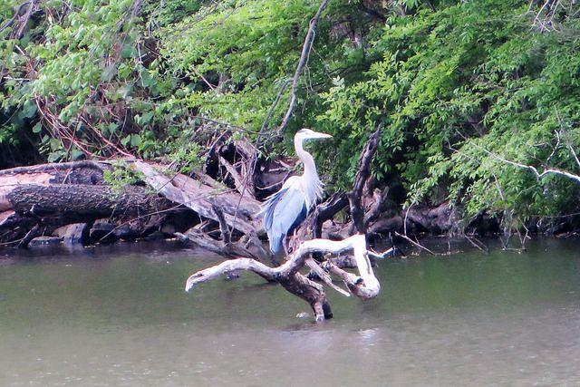 Heron