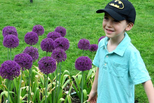 Allium Thomas