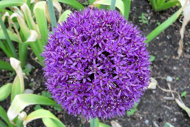 Allium