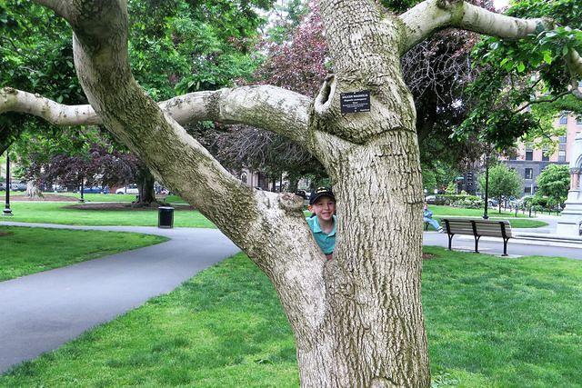 Cheeky Monkey in a Tree