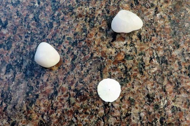 God Rocks and a Tiny Sand Dollar