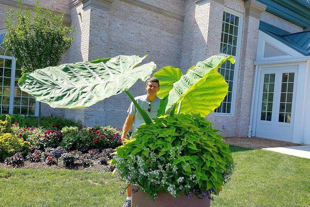 Gigantic Leaves