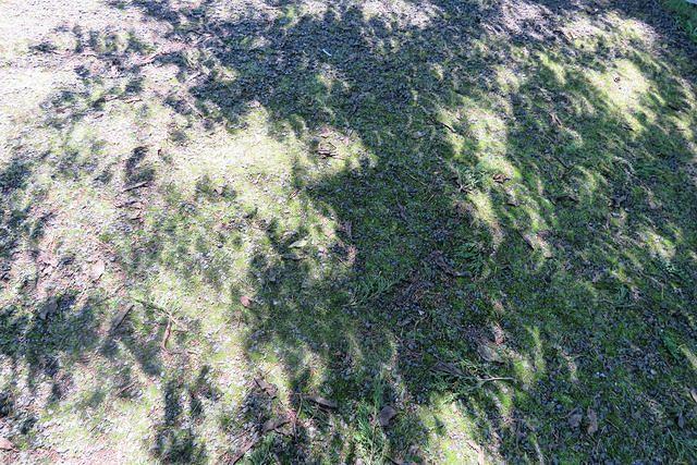 Eclipse Shadow Bands