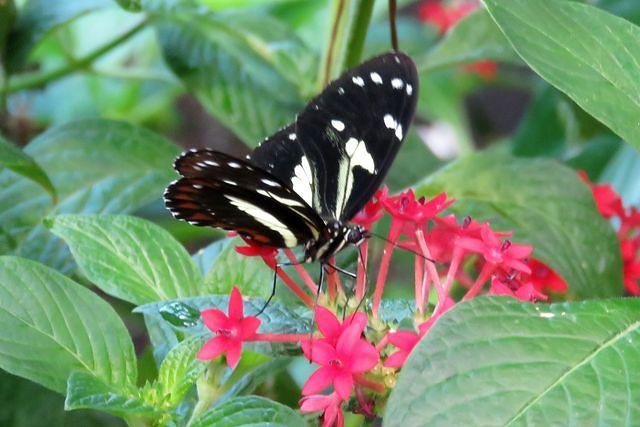 Beautiful Butterflies Ahead
