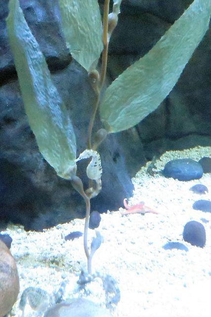 Gotta Love a Seahorse