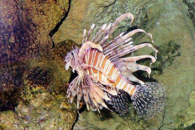 Fancy Lion Fish