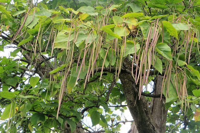 Indian Bean Tree