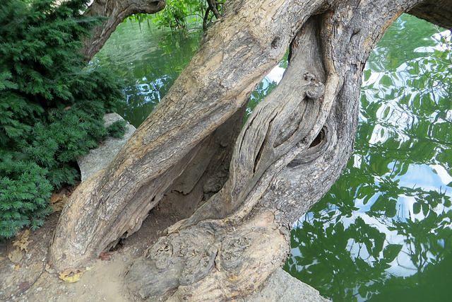 View Through the Tree