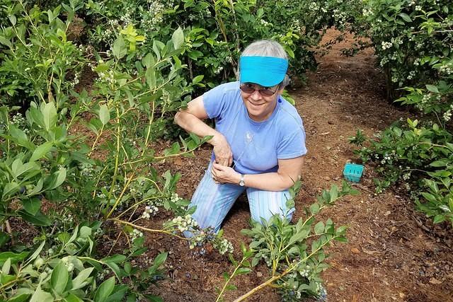 Blueberry Picking